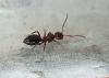 Camponotus lateralis